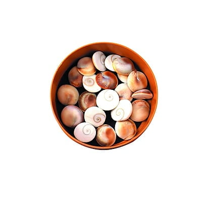 Gomti Chakra 21 Pcs Gomti Chakra 21 Pcs